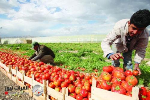 الزراعة النيابية: حماية المنتج المحلي مسؤولية كل الوزارات