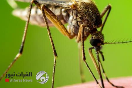 وداوها بالتي كانت هي الداء.. هل يصبح البعوض علاجا للملاريا؟