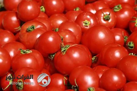 صدق او لا تصدق.. الطماطم تساعد في معالجة عقم الرجال