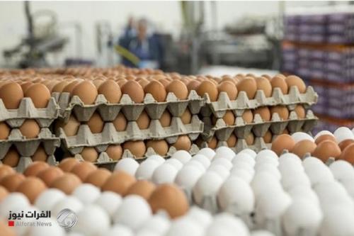 الزراعة: لا صحة لاستيراد البيض من الخارج.. ونتوقع تصديره قريباً