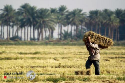 العراق يقر خطته الزراعية "الشتوية" بمساحة خمسة ملايين دونم