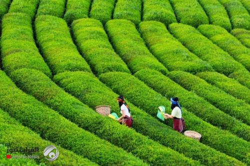 بالوثيقة.. سؤال برلماني للتجارة عن مزرعة شاي ومجرشة أرز في فيتنام