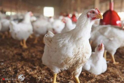 تسجيل 60 ألف إصابة من الدجاج بانفلونزا الطيور في سامراء
