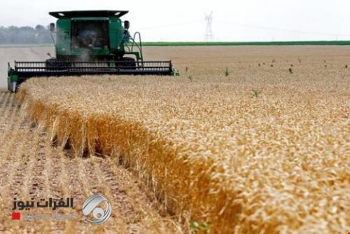 زراعة 10 ملايين دونم من الحنطة ضمن الموسم الشتوي الحالي