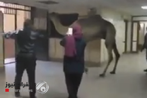 بالفيديو.. جمل يقتحم مستشفى حكومي وتعليق رسمي
