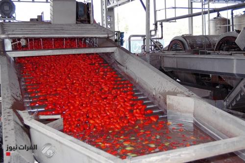 الطماطم.. حصاد بأياد عراقية ومعجون بطبخة خارجية!