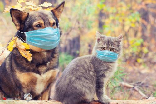 دراسة تحذر: الكلاب والقطط تصاب بكورونا!!
