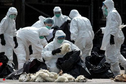 الصحة العالمية تحسم الجدل حول امكانية انتقال انفلونزا الطيور للبشر