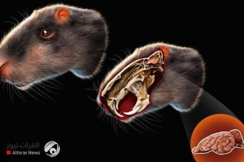 علماء يكتشفون فأراً بحجم الإنسان!!