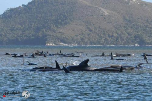 "نفوق جماعي".. غموض يحيط بمأساة الحيتان في أستراليا
