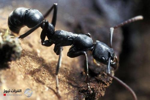 نوع من النمل يفاجئ العلماء بخاصية فريدة