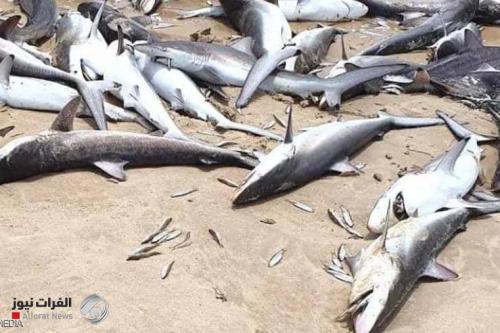 نفوق العشرات من اسماك القرش الاسترالية لاسباب غامضة