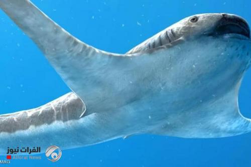 علماء يكتشفون نوعا غريبا من المخلوقات البحرية