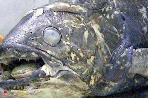 "سمكة مذهلة".. عمرها 100 عام وفترة حملها 5 سنوات