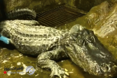 وفاة تمساح شهير نجا من الحرب العالمية الثانية