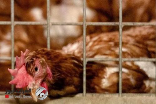 هولند.. ذبح 190 ألف دجاجة بعد إصابتها بإنفلونزا الطيور