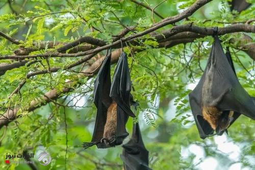 تفشي أحد أخطر فيروسات العالم بين نوع جديد من الخفافيش
