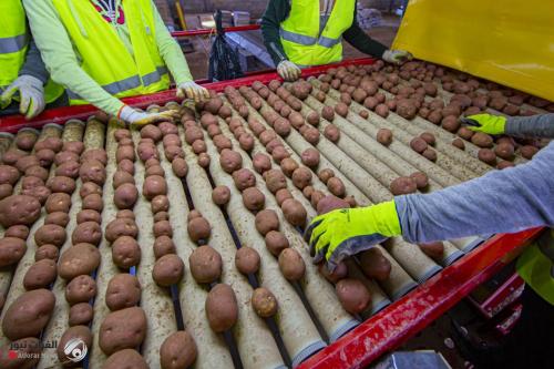 العتبة العباسية: مشروع الفرودوس الزراعي حقق طفرةً نوعيّةً وكمّيةً في إنتاجه "البطاطا"