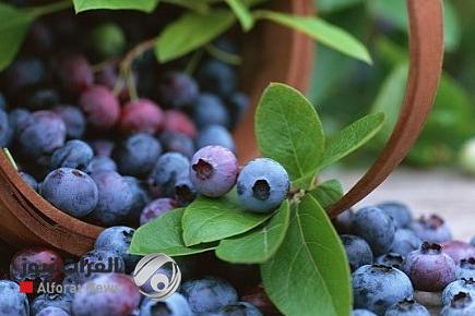 فاكهة زرقاء بفوائد مذهلة