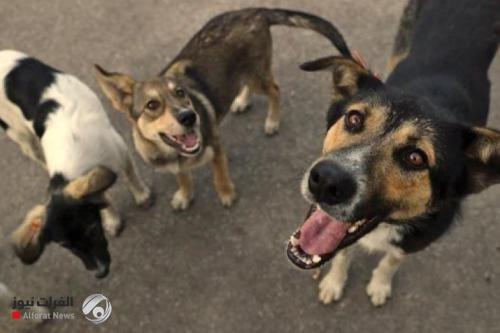 الكلاب قد "تحدث ثورة" في اختبار فيروس كورونا