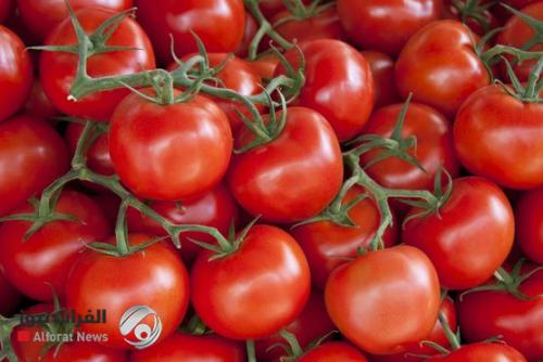 طماطم البغدادي تحظى بشهرة أوروبية