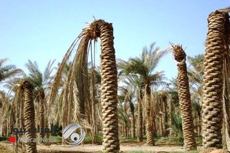 الزراعة: العراق بحاجة الى 140 مليار شجرة
