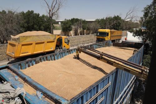 "لاتصلح حتى علفاً".. التجارة تكشف تفاصيل ضبط 150 طناً من الحنطة ببابل