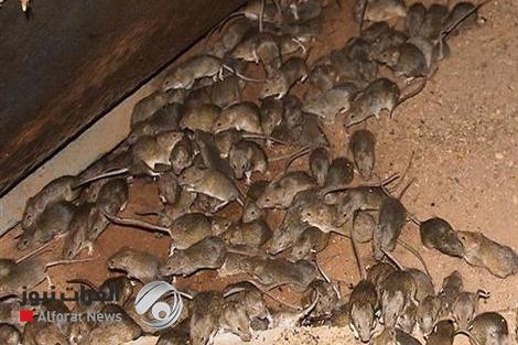 فيديو صادم.. آلاف الفئران تغزو ولاية استرالية والأهالي يستغيثون