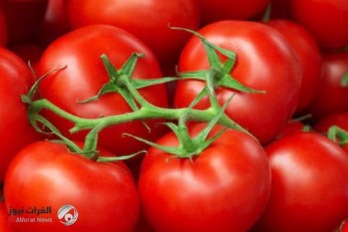 بعد وصولها الى 2000 دينار.. الزراعة تكشف سبب ارتفاع أسعار الطماطم