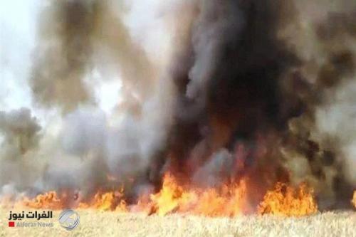داعش تختطف فلاحين في خانقين وتحرق محاصيلهما و3 جراءات زراعية