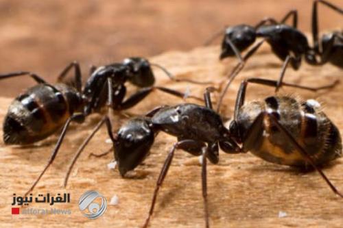 علماء يكتشفون سر قوة "النمل" الهائلة