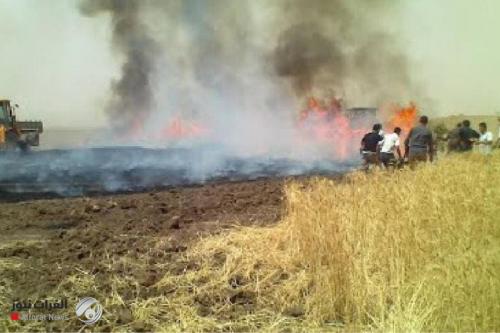 بالوثيقة.. حصيلة رسمية جديدة لحرائق الحقول الزراعية