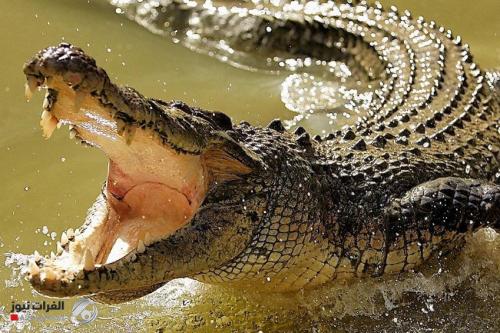 تمساح يأكل مخالفاً لحظر التجوال