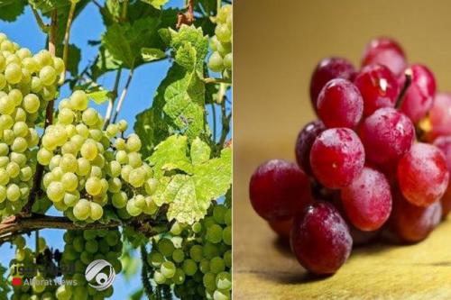 العنب الأحمر والأخضر.. ما الفرق بينهما وأيهما أفضل لصحتك؟