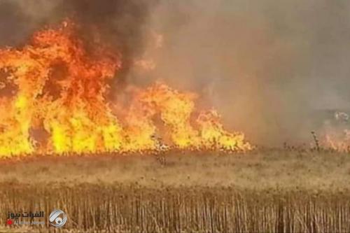 بالأرقام.. الدفاع المدني يعلن مجموع حوادث الحريق في الحقول الزراعية