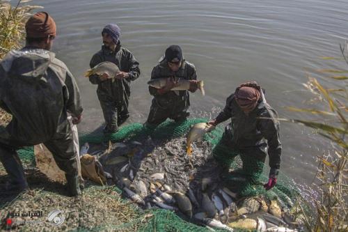 العتبة الحسينية تكشف عن مشروع سمكي الأول من نوعه في العراق