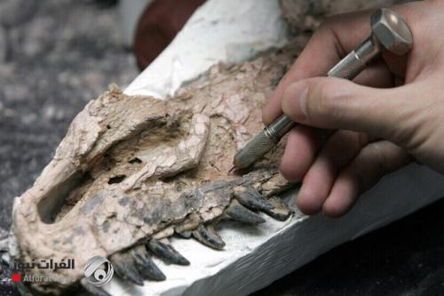 يدعى "سيد الرماح".. البرازيل تكتشف ديناصوراً بحجم الدجاجة