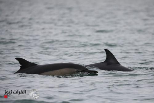 بالفيديو.. عشرات الدلافين النافقة على شواطئ غانا