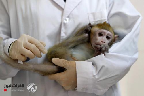 الصين تسجل أول وفاة بالفيروس القردي.. وتفاصيل مثيرة