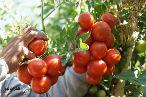 وزير الزراعة يزور الإقليم بسبب الطماطم