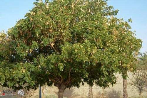 استعداداً للصيف.. زراعة أشجار "مهدئة للتوتر" في بغداد {صور}