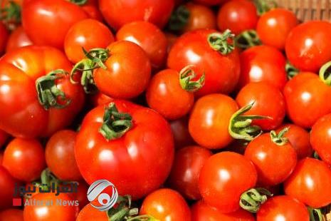 الزراعة تطمئن العراقيين عن الطماطم