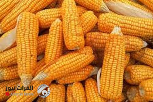 الزراعة تعلن عن دفع مستحقات الفلاحين من مسوقي الذرة الصفراء