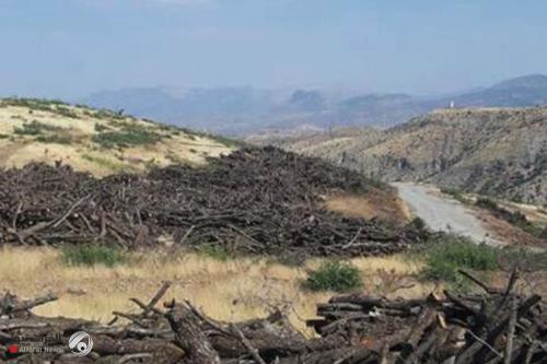 صالح: قطع أشجار الاقليم جريمة بيئية وواجبنا محاسبة المذنبين