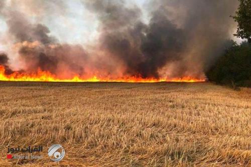 الحرائق تلتهم حقول الحنطة والشعير شمال بعقوبة