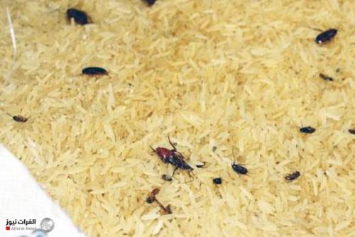 نائبة: جهات تحاول لملمة قضية الأرز الفيتنامي المخلوط والمليء بالحشرات الحية