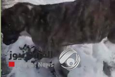 بالفيديو...حيوانات هذه الدولة تتجمد بفعل الاجواء الباردة