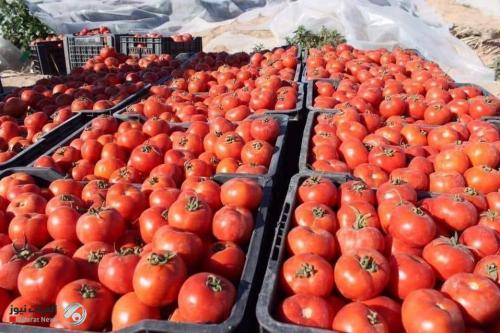 البصرة تعلن زيادة إنتاج محصول الطماطم الى ١٨٥ طناً في مزارع الزبير
