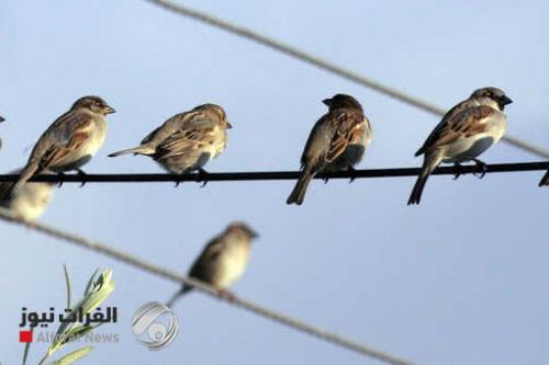 قضية ضد شركة كهرباء إسبانية بسبب مقتل مئات الطيور على أسلاكها