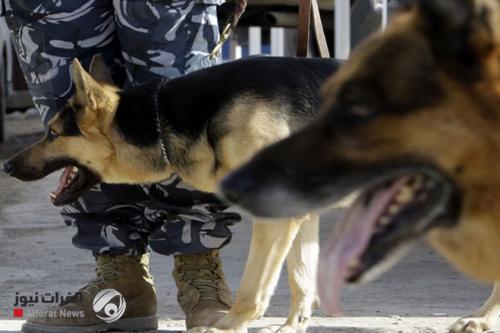 شرطة بابل تعرض أثنين من كلابها للبيع